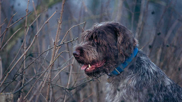 Strengere identificatieplicht bij honden